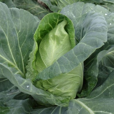 Капуста Волове серце (Елітсорт) 1г