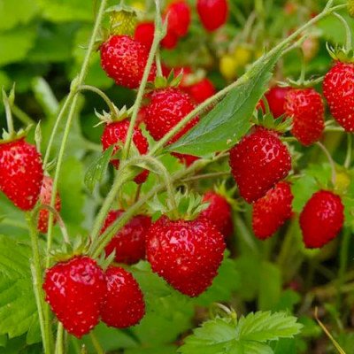 Суниця Регіна (Садиба центр) 0.2г