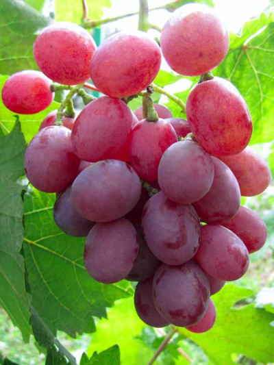 Ред Глоуб