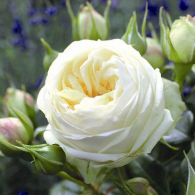 Веддінг  Піано (Wedding Piano)