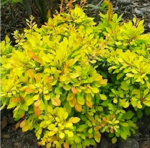 Барбарис Тунберга Голден Дрім (Golden Dream) C3