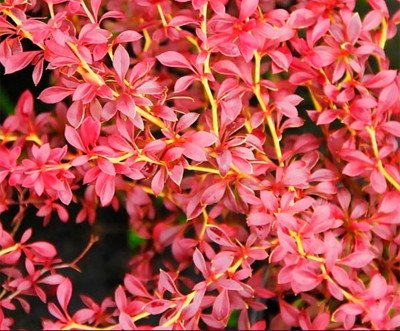 Барбарис Тунберга Оранж Дрім (Orange Dream) C3