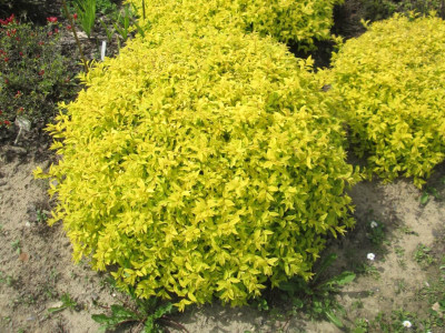 Спірея японська Голд Маунд (Gold Mound) C3