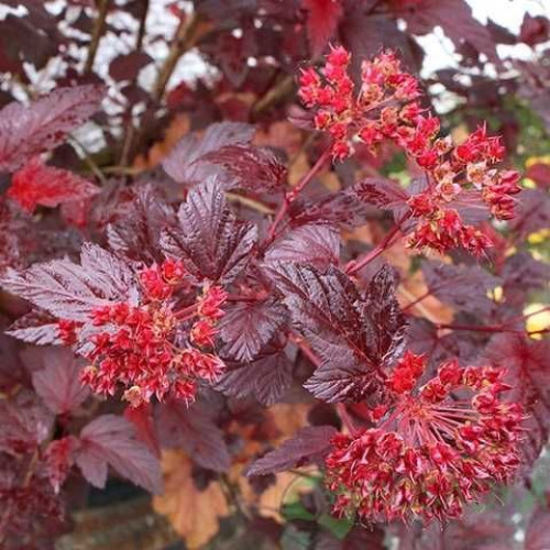 Пухироплідник калинолистий Андре (Andre) C3