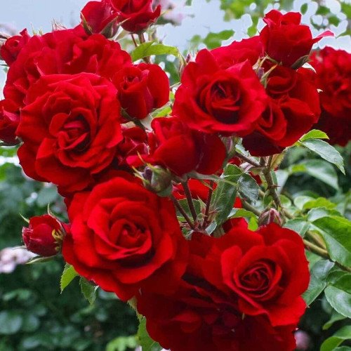 Скарлет Охара