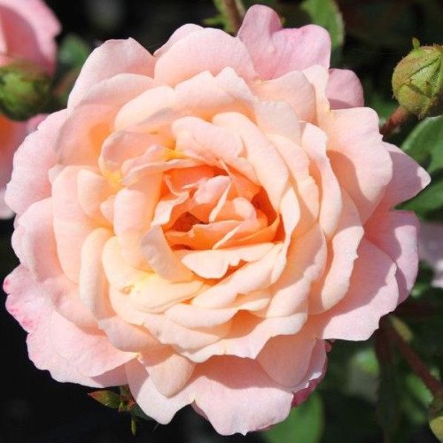 Піч Клементина