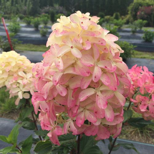 Квік Фаєр Фаб (Hydrangea paniculata Quick Fire Fab), 2 річна