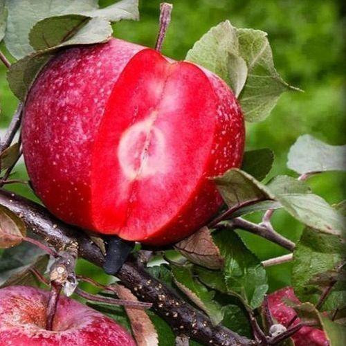 Яблуня Сирена