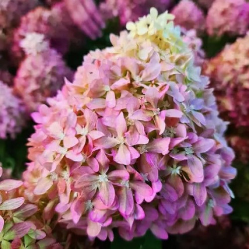 Гортензія волотиста Піксіо/ Hydrangea paniculata Pixio ( 2річні)