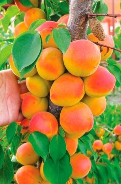 Колоновидний абрикос Санні