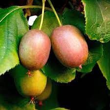 Аргута Вейкі 1 річна