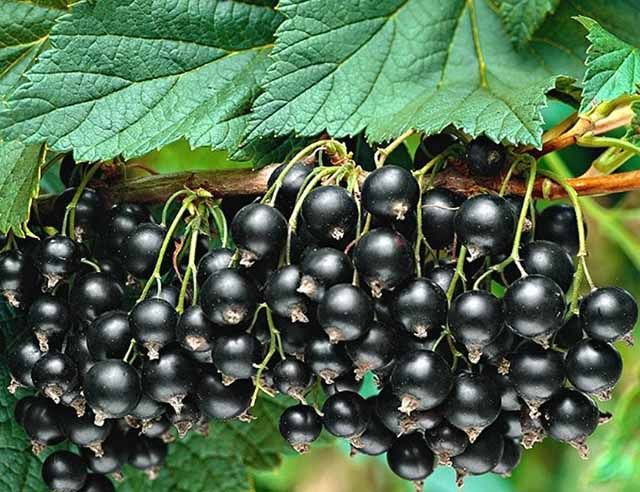 Софіївська