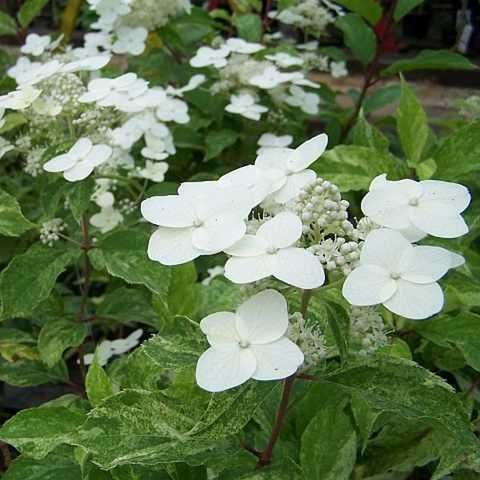 Гортензія волотиста 