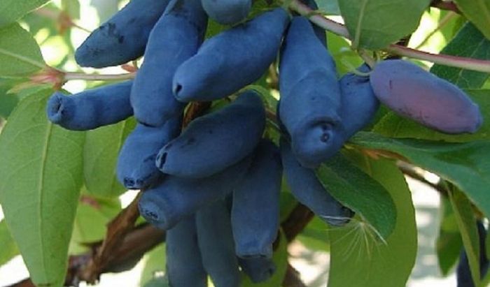 Гордість Бакчара (1 річка)