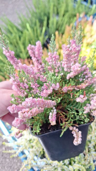 Верес світло-рожевий 0.5 л