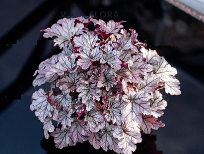 Гейхера Фраппе(Heuchera World Caffe Frappe)