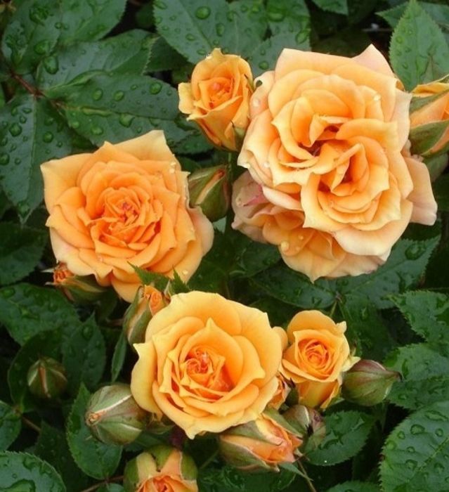 Троянда на штамбі Априкот Клементина (Apricot Clementine)