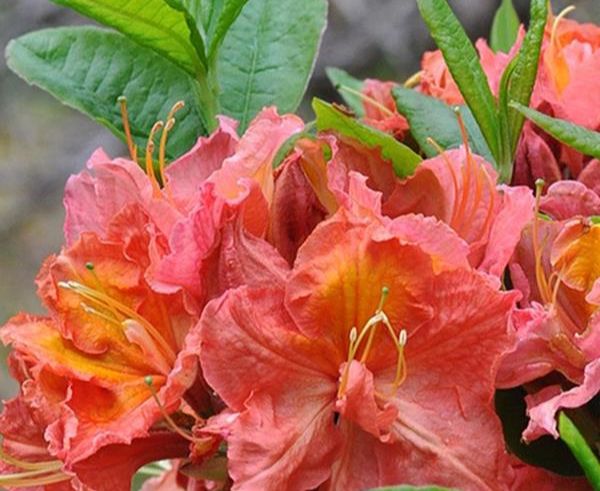 Азалія Juanita (3 річні)