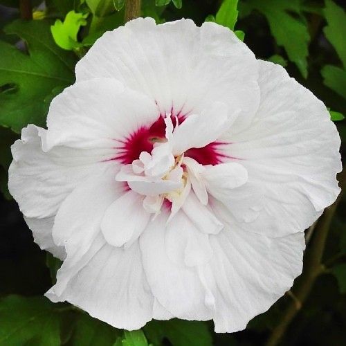 Гібіскус деревовидний 