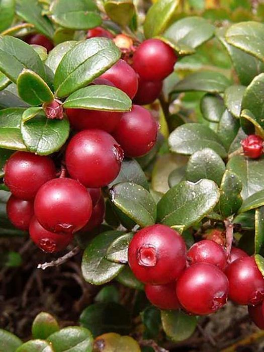 Брусниця  Корал