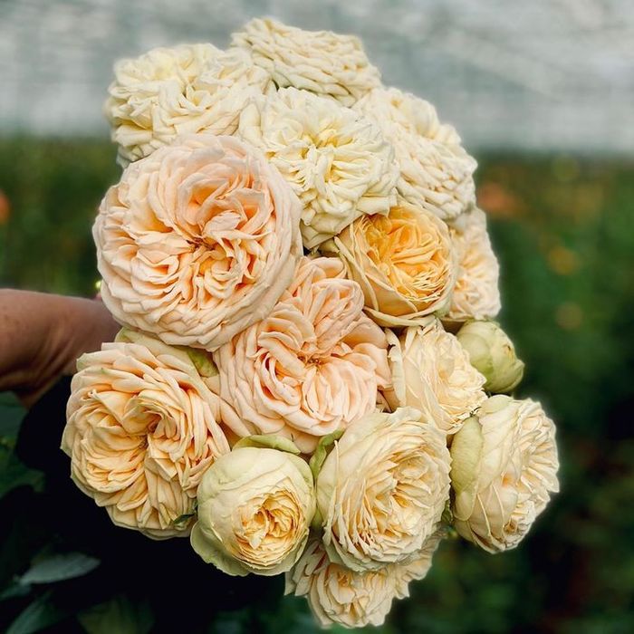 Ваніла Каталіна (Vanilla Catalina)