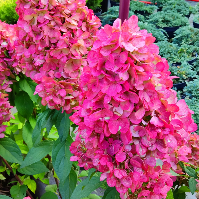 Гортензія Bloody Marie (2 річна)