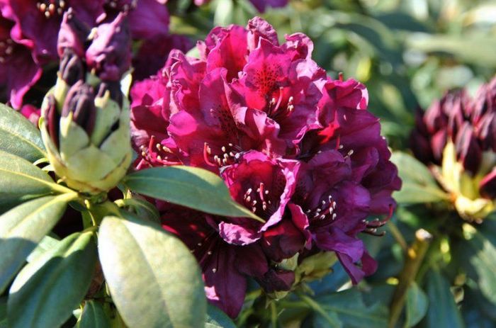 Калі (Kali) 4 річні