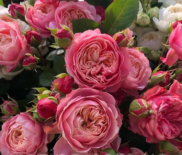 Victorian Classic (Вікторіан Класік)