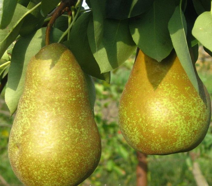 Вижниця (середня)