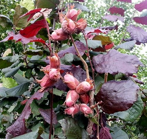 Варшавський