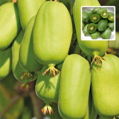 Віті Ківі (самоплідна) 1 річна