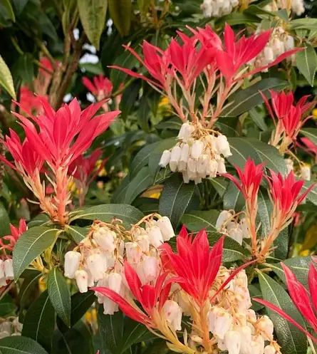 Пієріс Mountain Fire