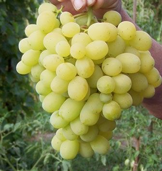Ландиш