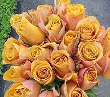 Хоней Колорама