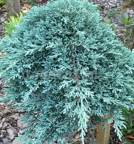 Ялівець горизонтальний Айс Блю С2