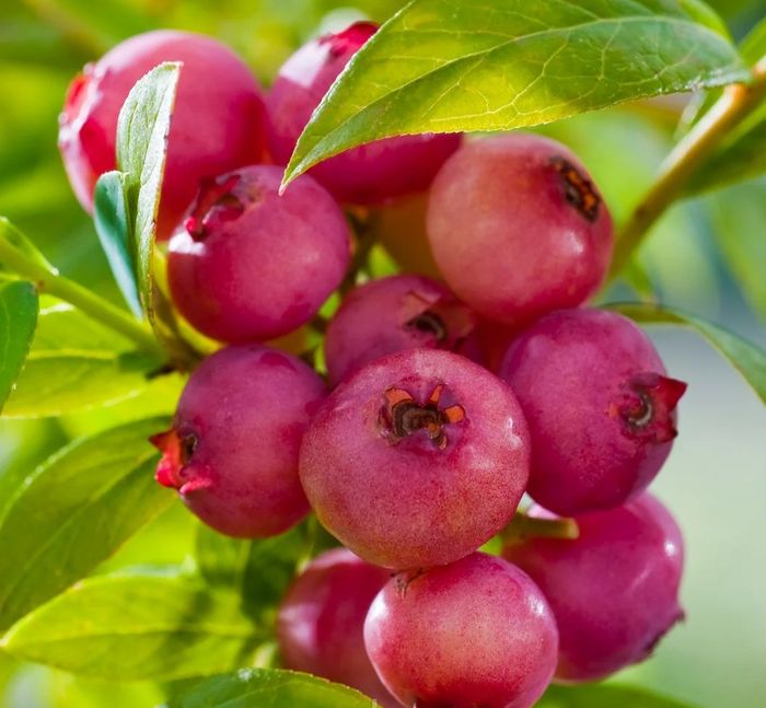 Пінк лимонад