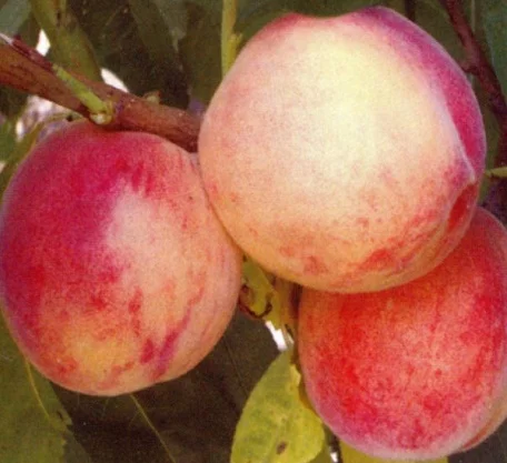 Сочний (ранній)