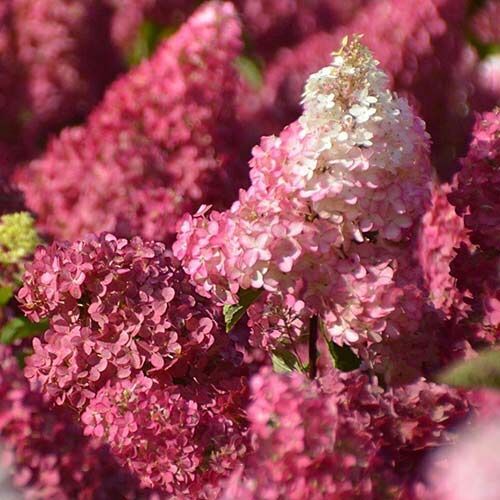 Гортензія Волотиста Фрайз Мельба (Fraise Melba) 2 річна