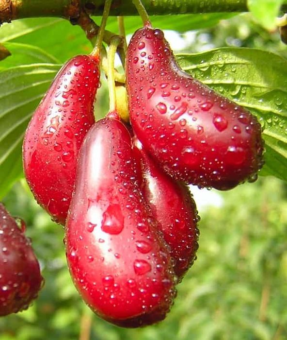 Лук`янівський(привитий) 2х річний