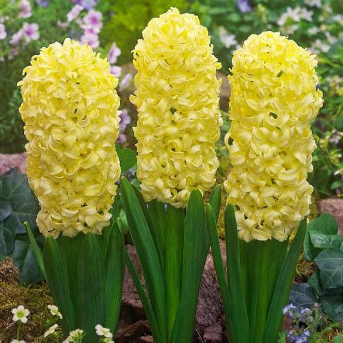 Гіацинт City of Haarlem р9