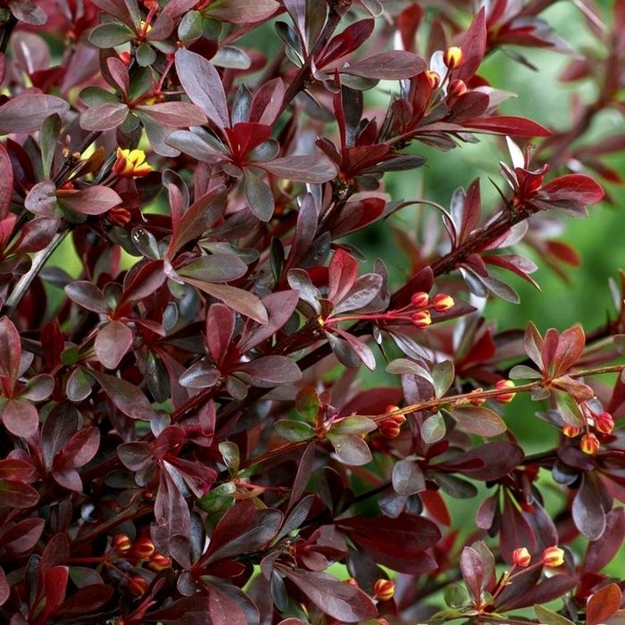 Барбарис Red Chief (1.5 річні)