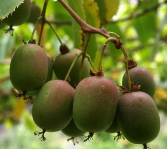 Київська крупноплідна (жінка) 1-річна