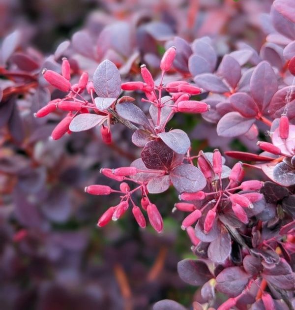 Барбарис Тунберга Purpurea