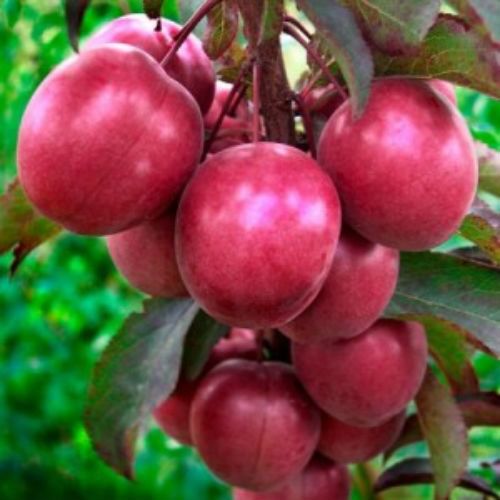 Пісарді (рання)