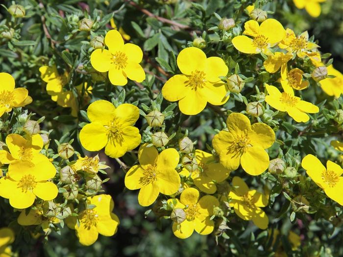 Лапчатка (перстач) жовта