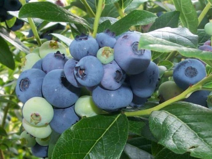 Блюголд (рання) 2 л