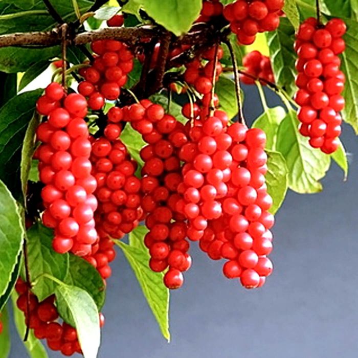 Лимонник китайський