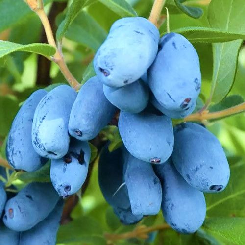 Полунична сенсація 1 річна