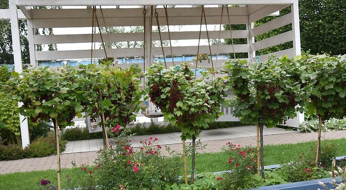 Смородина червона на штамбі