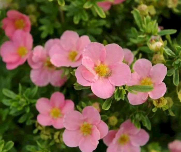 Лапчатка світло-рожева